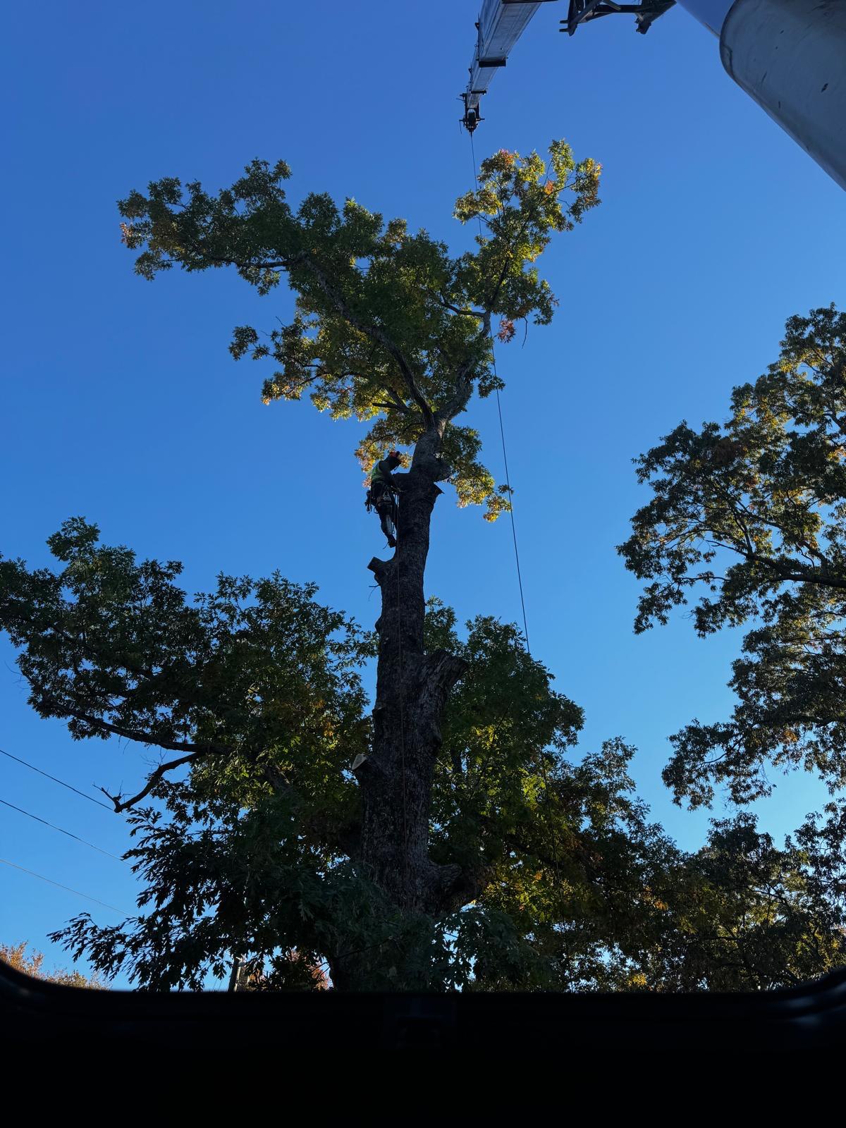 Completed tree service project