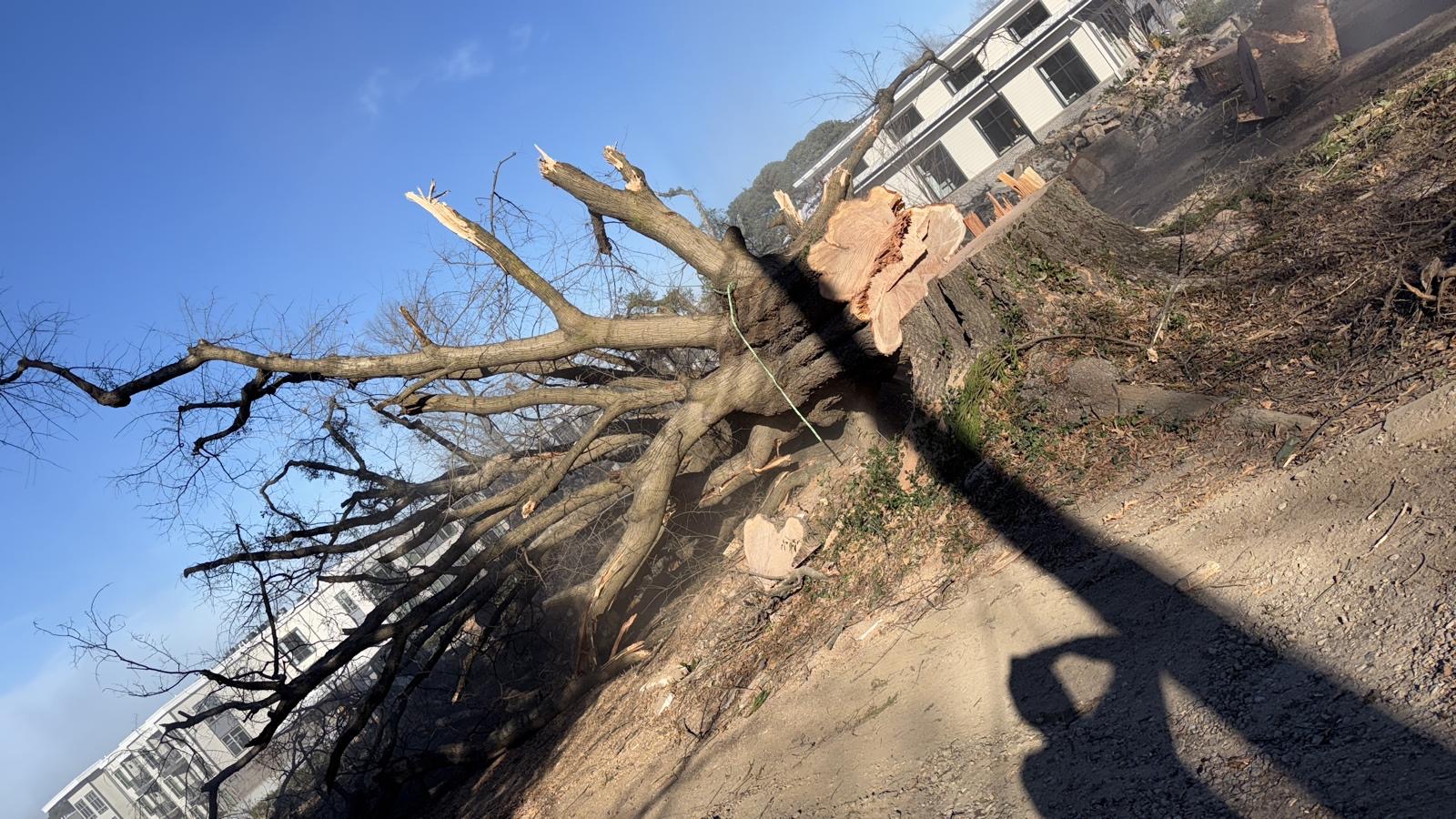 P&A Tree Services job in progress