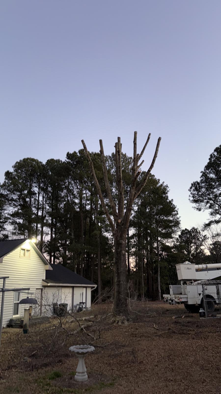 P&A Tree Services job in progress