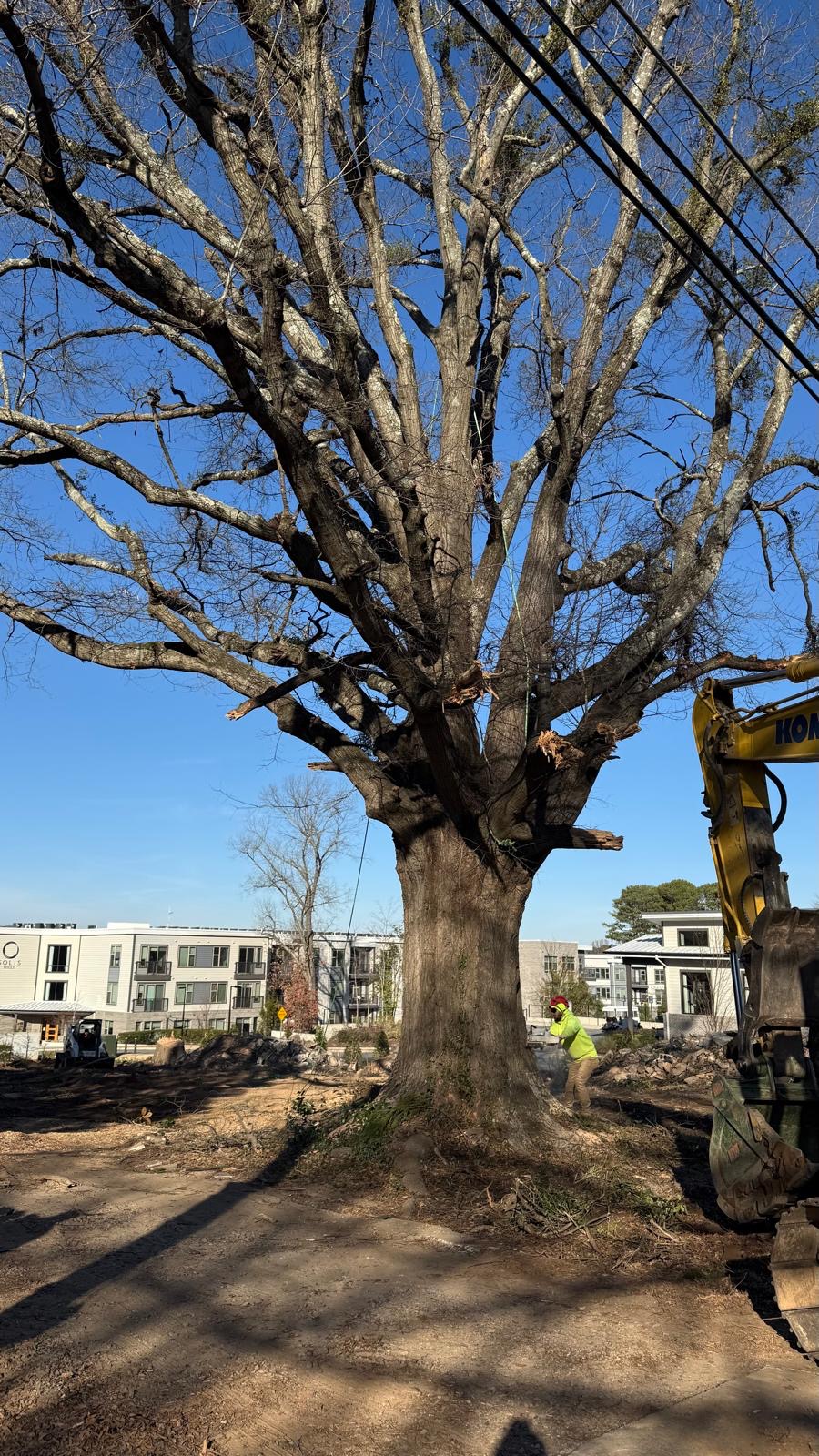 P&A Tree Services job in progress