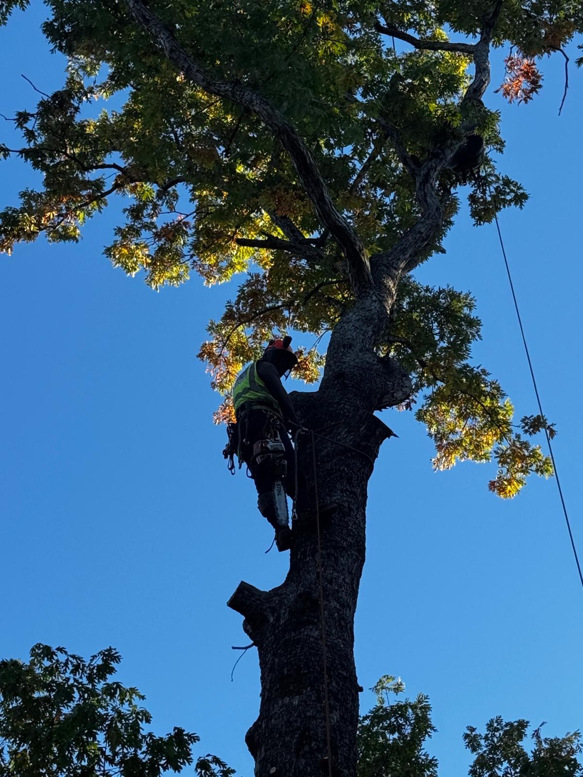 P&A Tree Services job in progress