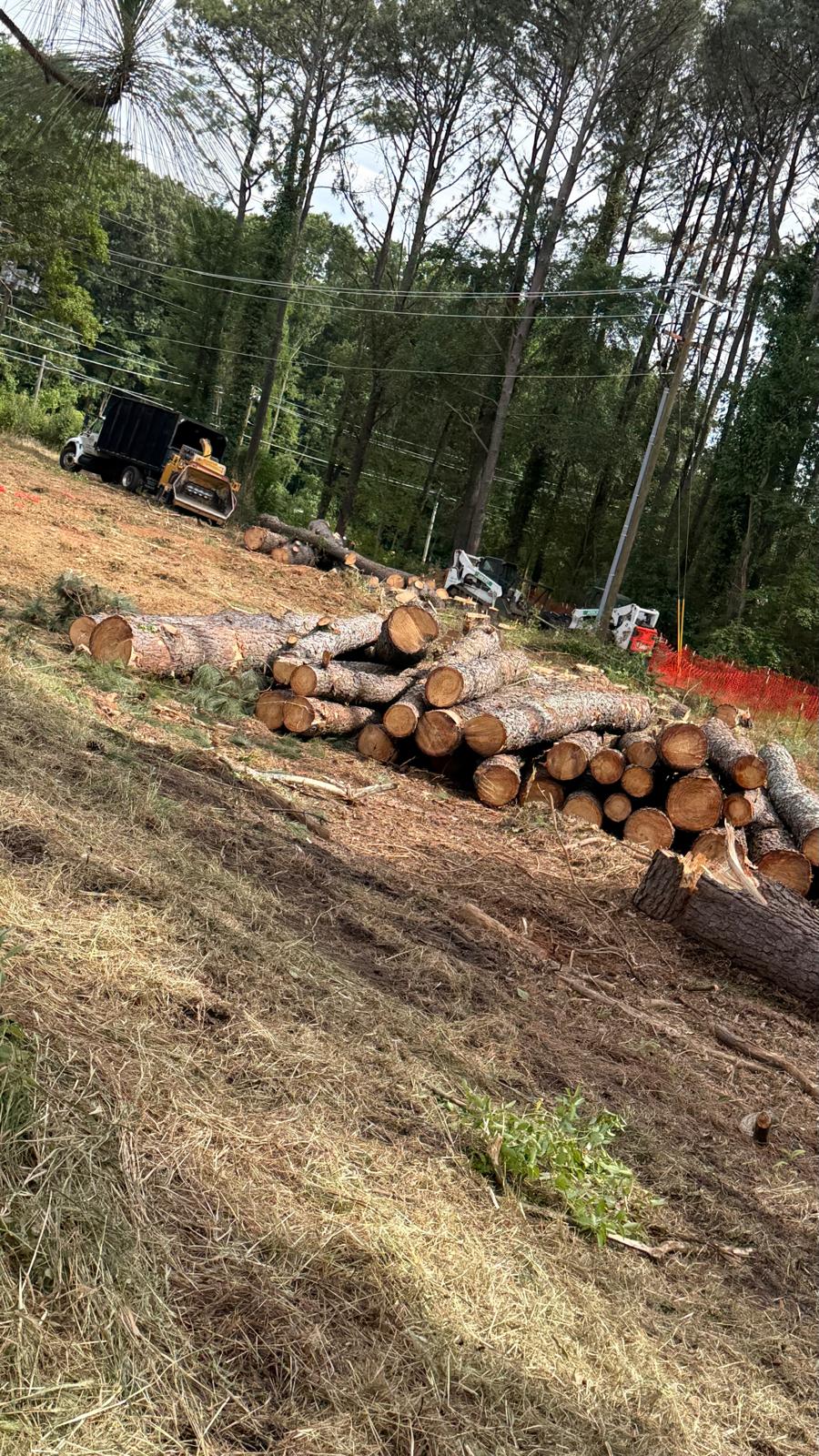 P&A Tree Services job in progress