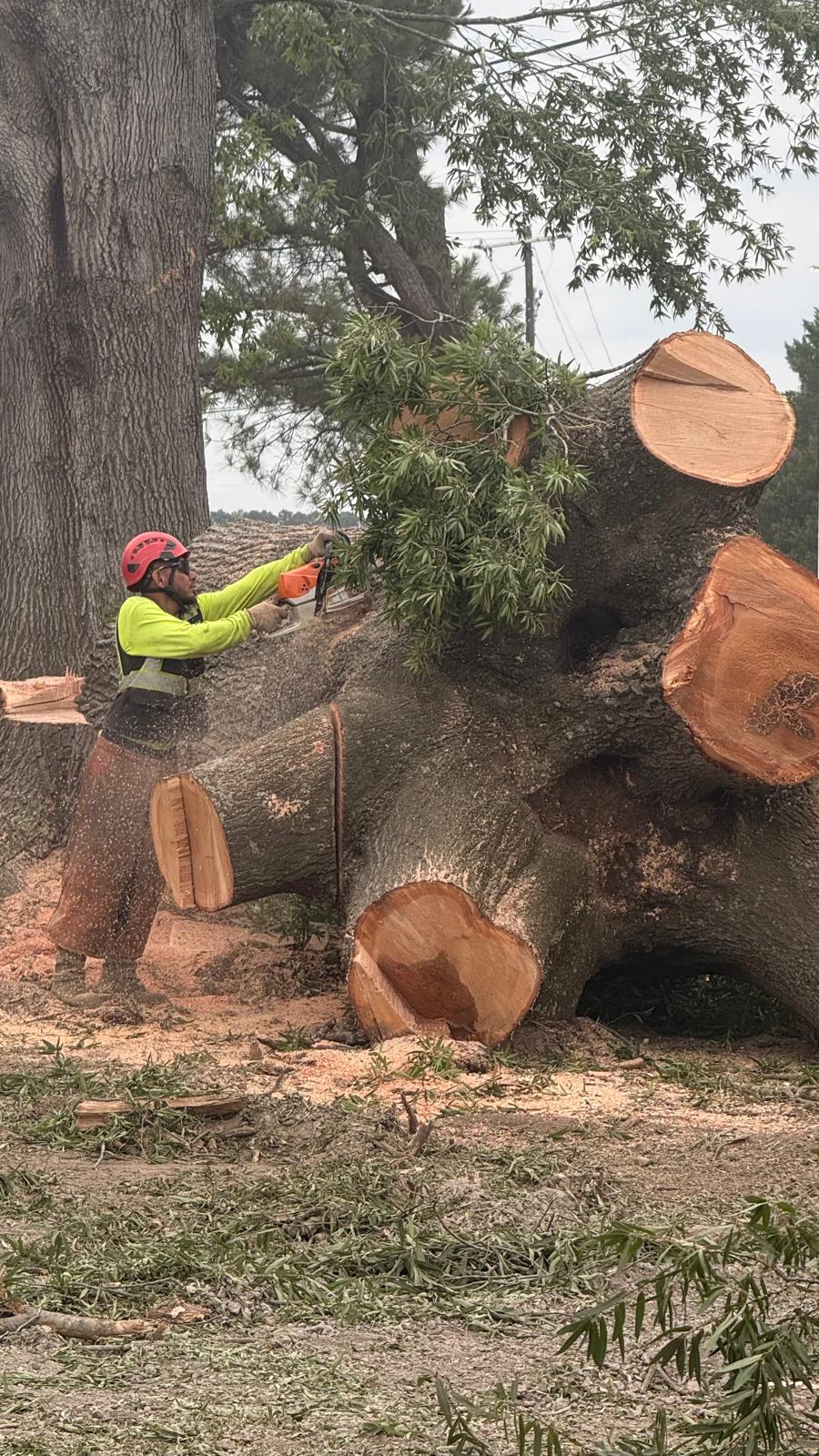 P&A Tree Services job in progress